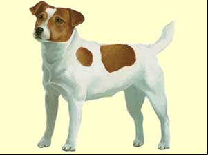 Dogzer - jeu de chien sur 2001jeux.com
